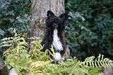 CHIEN NU CHINOIS 250